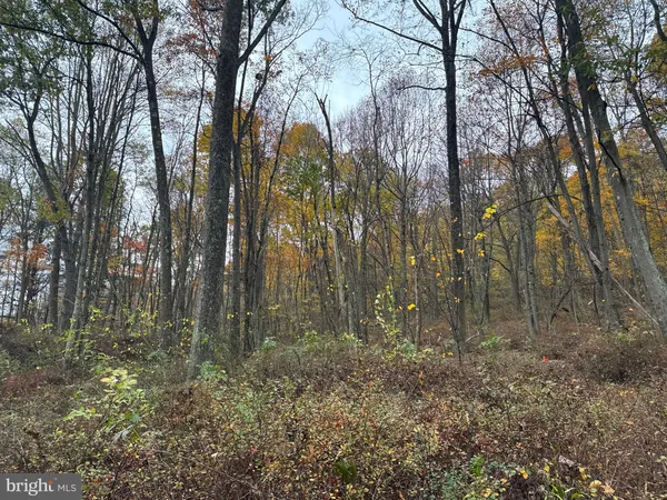 a view of a tree with a yard