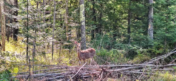 $65,000 | Lot 2-block Raspberry Trail, La Pointe, WI 54850