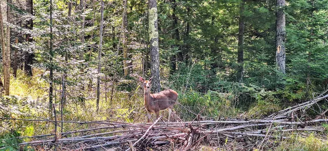 $65,000 | Lot 2-block Raspberry Trail, La Pointe, WI 54850