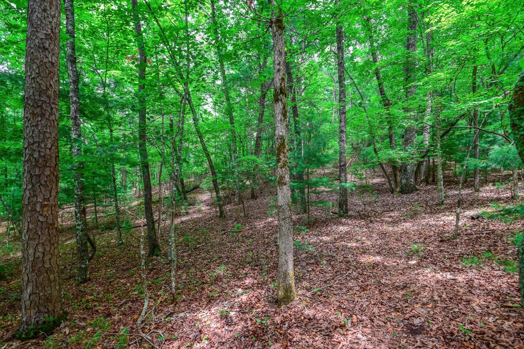 11.98-ac Maple Grove Road Morganton, GA 30560 - Photo 16 of 27 Gallery Image 16