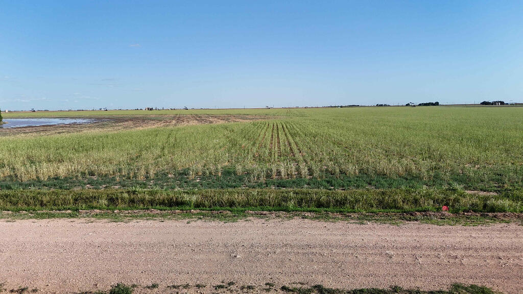 632 County Road 230 Post, TX 79356 - Photo 16 of 28 a view of a field with an ocean view