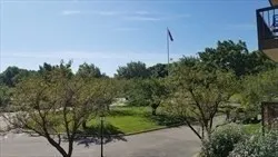 a view of a yard with a tree