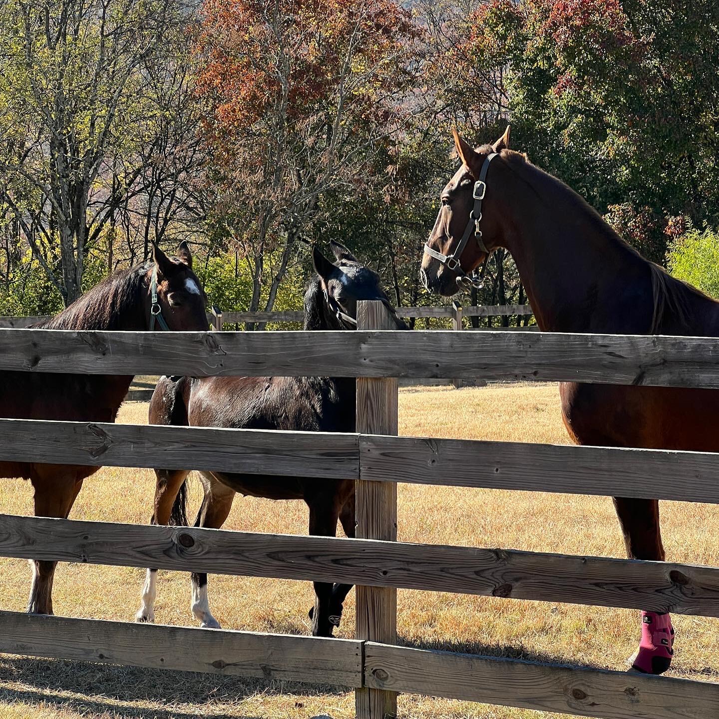 527 Reads Lake Road Chattanooga, TN 37415 - Photo 74 of 100 3 horses at fence
