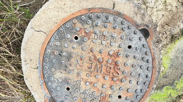 a view of a big yard with plants and large trees
