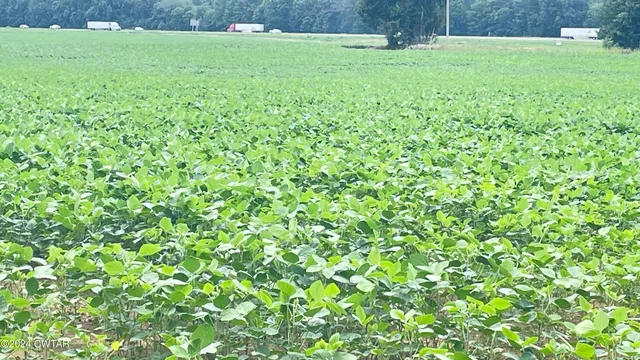 a view of outdoor space with deck and yard