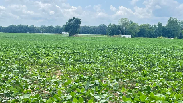 a view of a lush green space