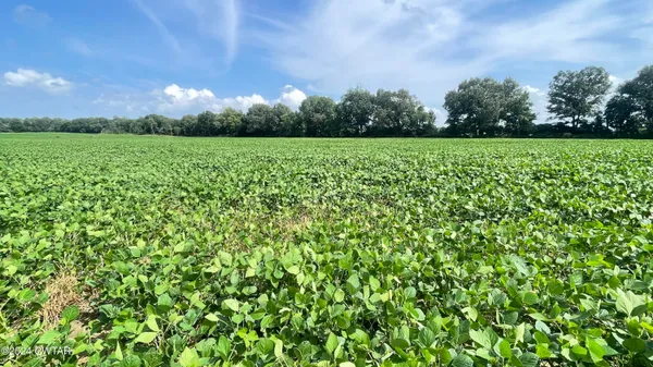 a view of a garden with an trees