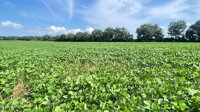 a view of a garden with an trees