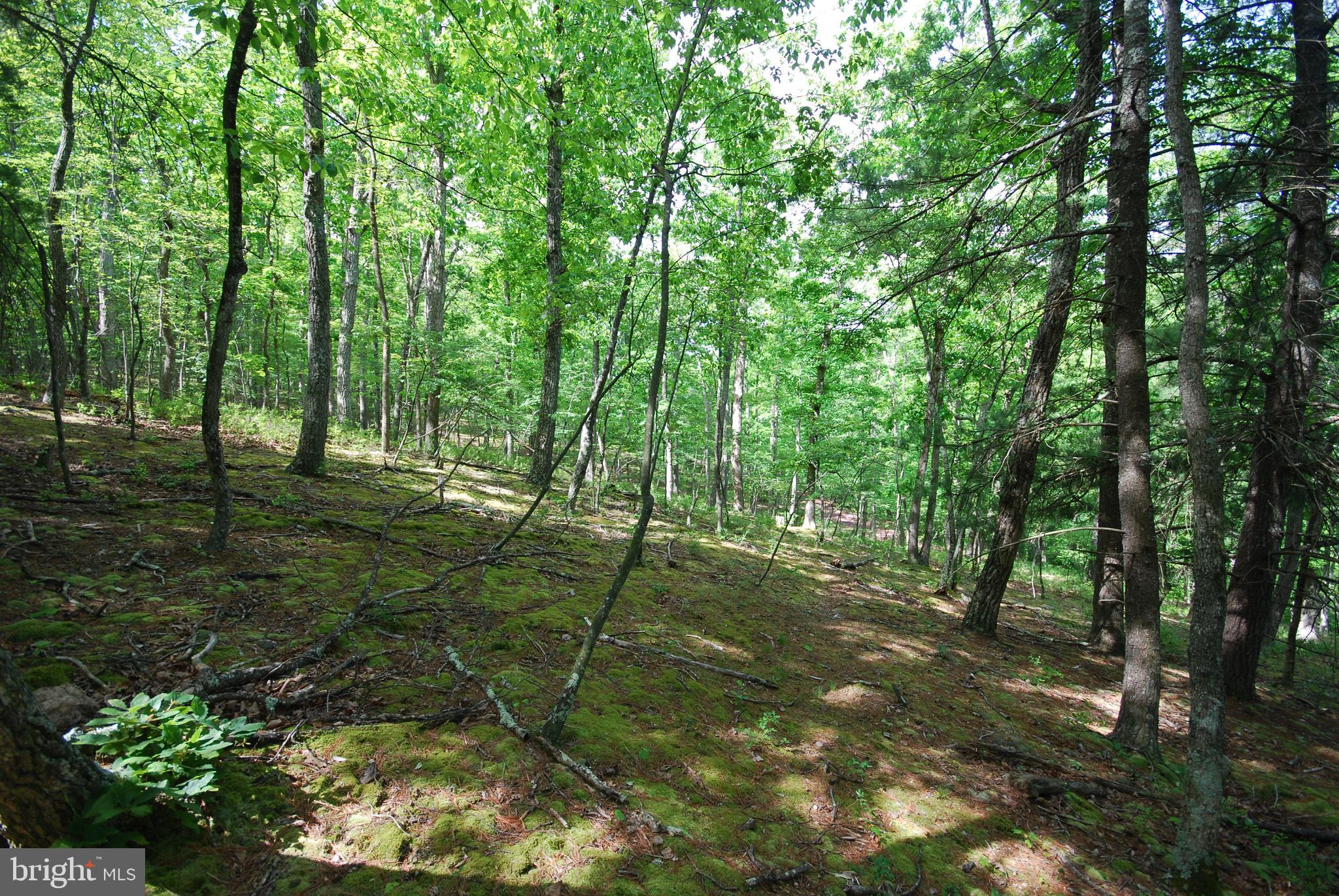 Lot 70-71 Mill Mountain Road Romney, WV 26757 - Photo 11 of 52
