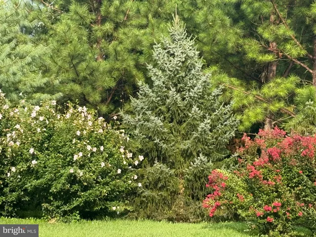 a view of a tree with a yard