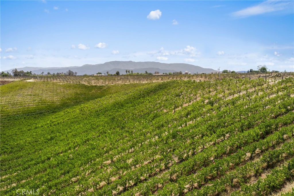 0 Rancho California Road Temecula, CA 92592 - Photo 7 of 13 30 Acres of Vineyards