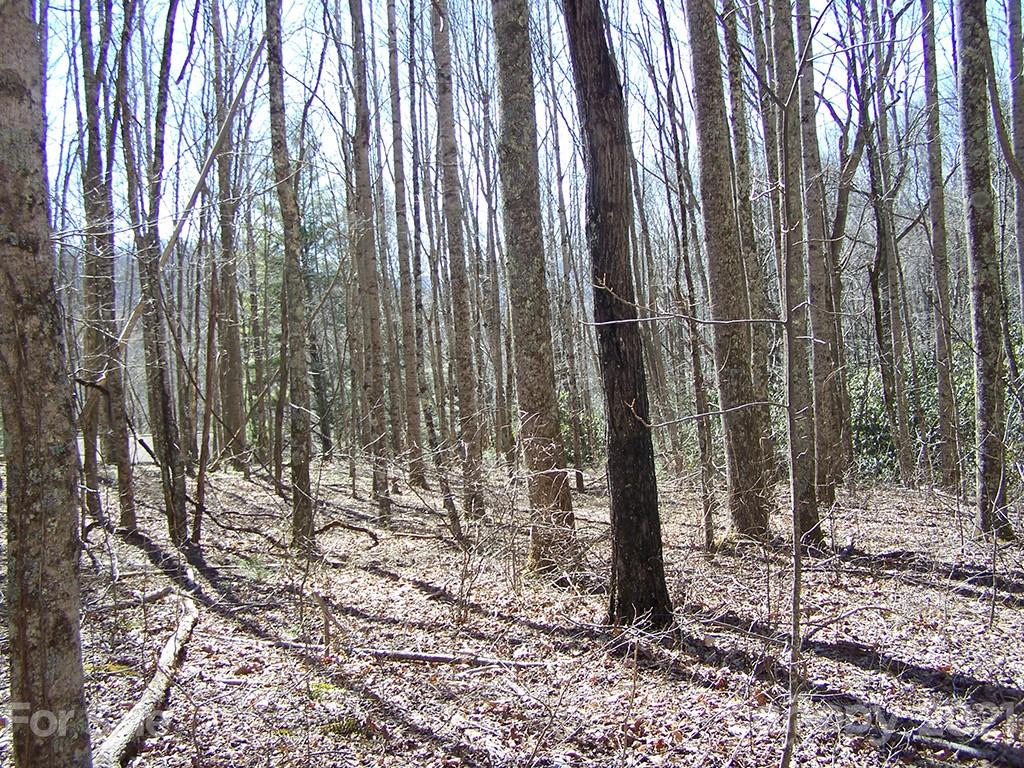 a view of outdoor space with lots of trees