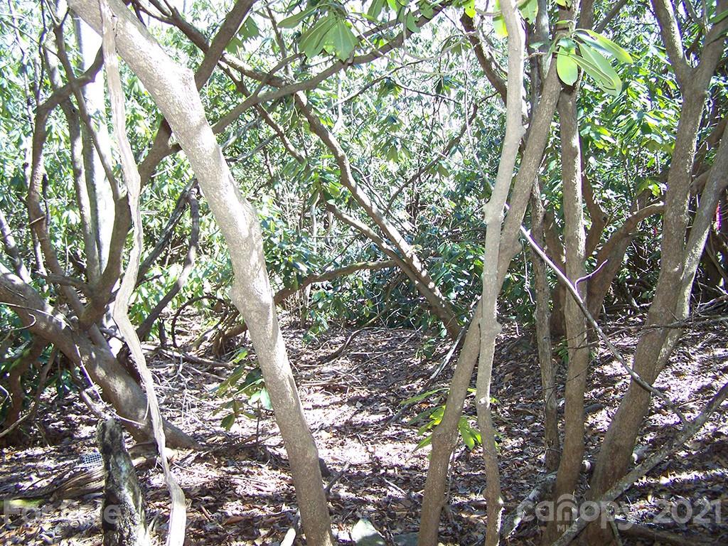 19 Quail Cove Road, Unit 19 Clyde, NC 28721 - Photo 11 of 23 a backyard of a house with lots of trees
