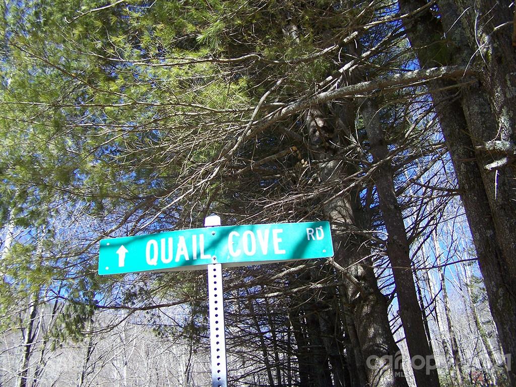19 Quail Cove Road, Unit 19 Clyde, NC 28721 - Photo 16 of 23 a view of a tree