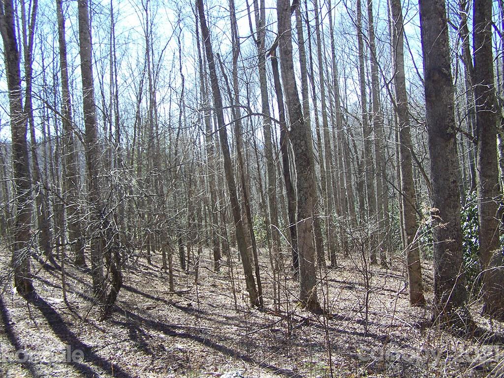 19 Quail Cove Road, Unit 19 Clyde, NC 28721 - Photo 19 of 23 a view of forest