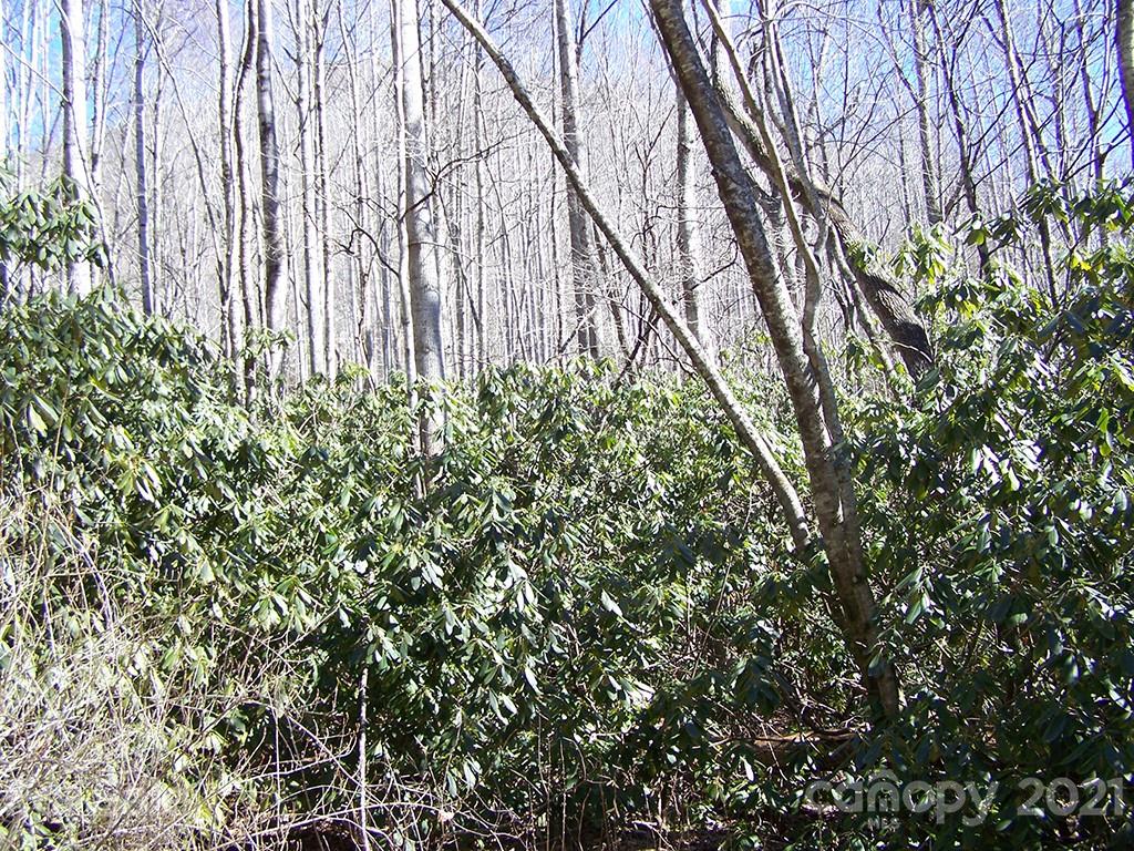 19 Quail Cove Road, Unit 19 Clyde, NC 28721 - Photo 8 of 23 a backyard of a house with lots of green space