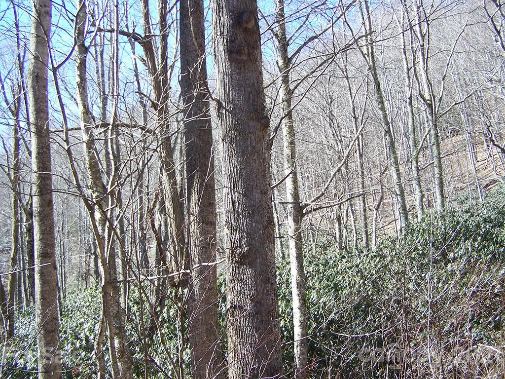 19 Quail Cove Road, Unit 19 Clyde, NC 28721 - Photo 10 of 23 a view of forest
