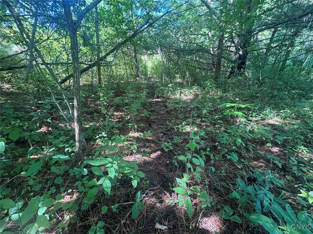 Wessie Road Prattsburgh, NY 14873 - Photo 4 of 11