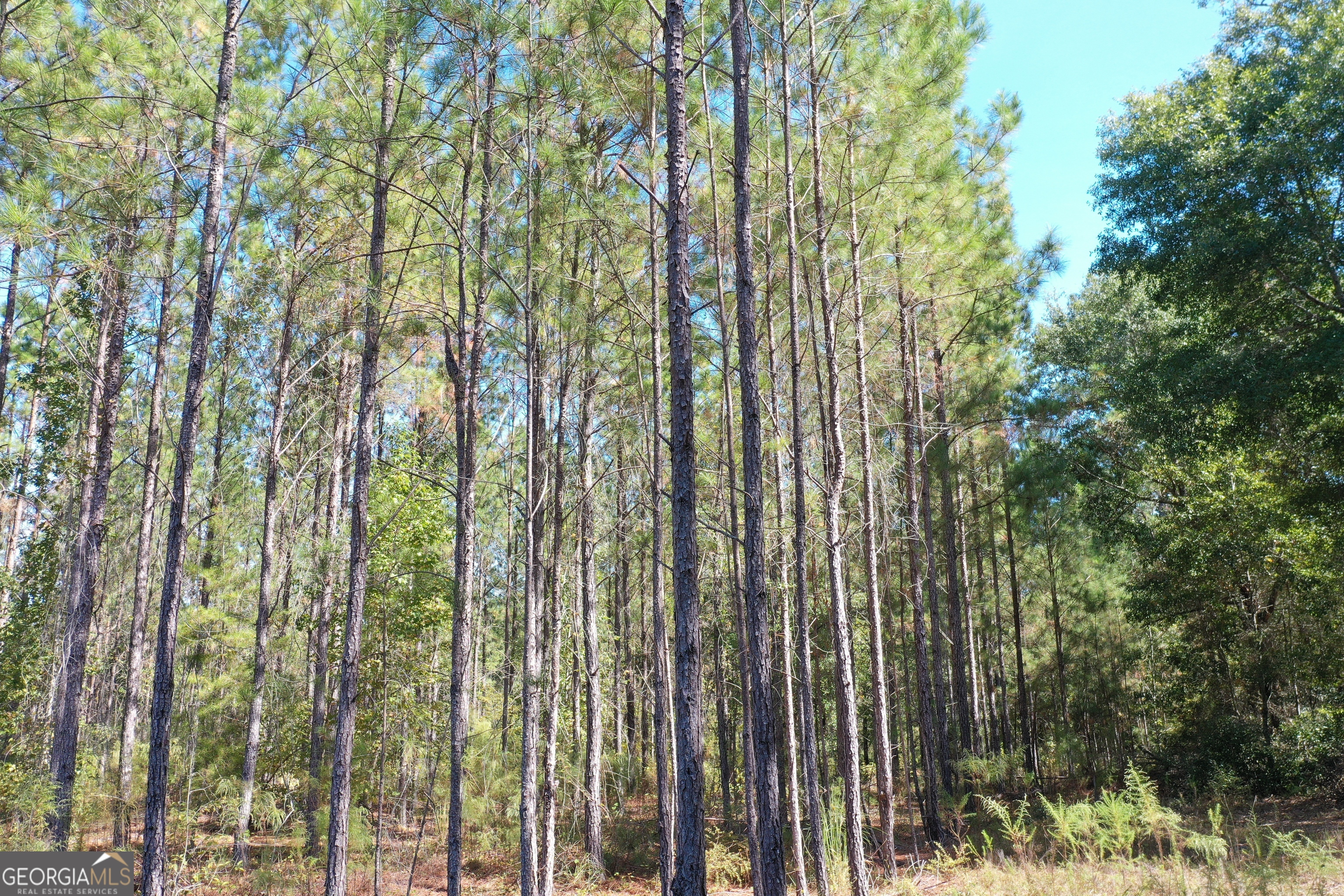 0 Upper Hawthorne Trail Cairo, GA 39828 - Photo 4 of 7 a view of forest