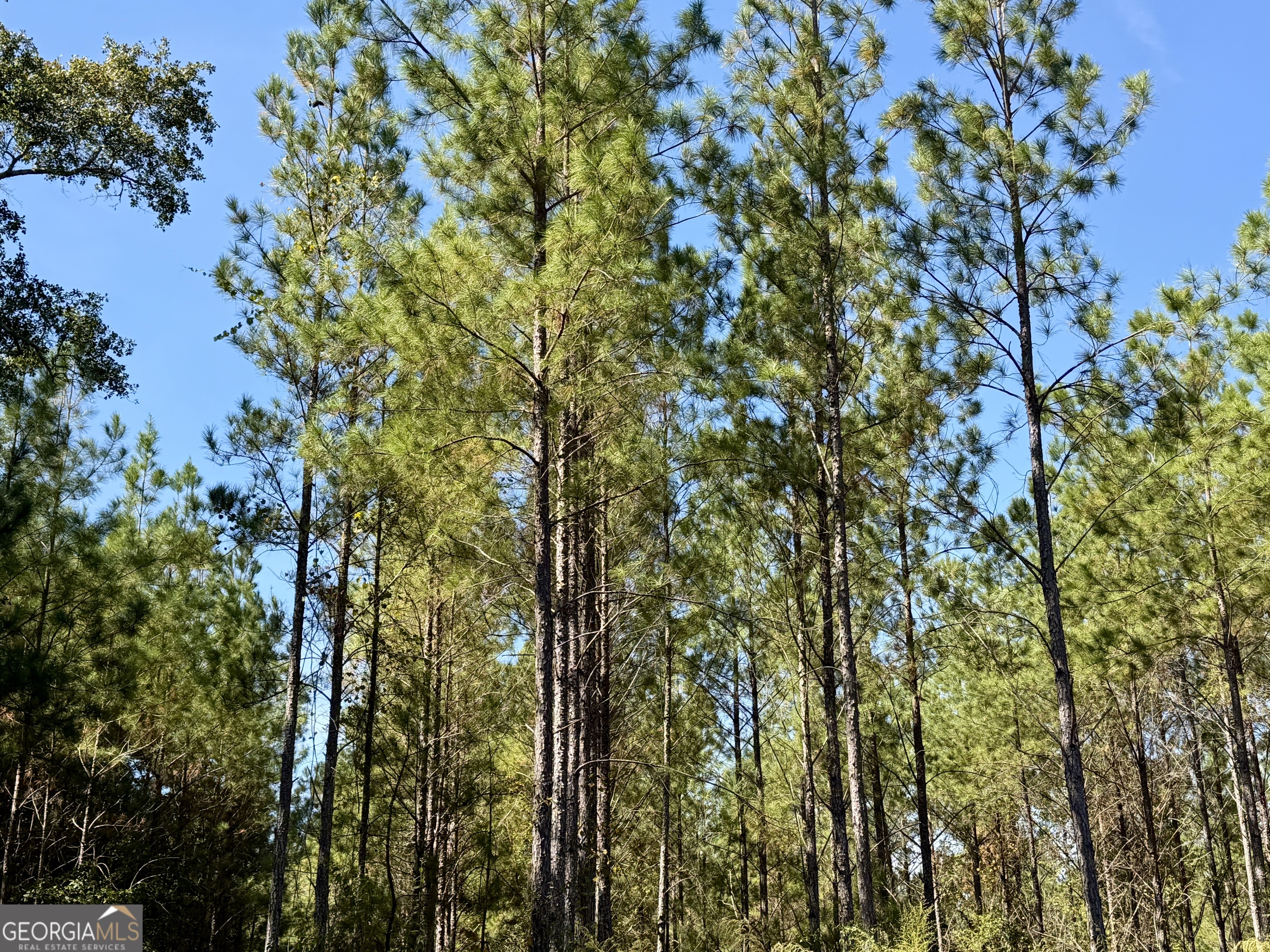 0 Upper Hawthorne Trail Cairo, GA 39828 - Photo 5 of 7 a view of a tree