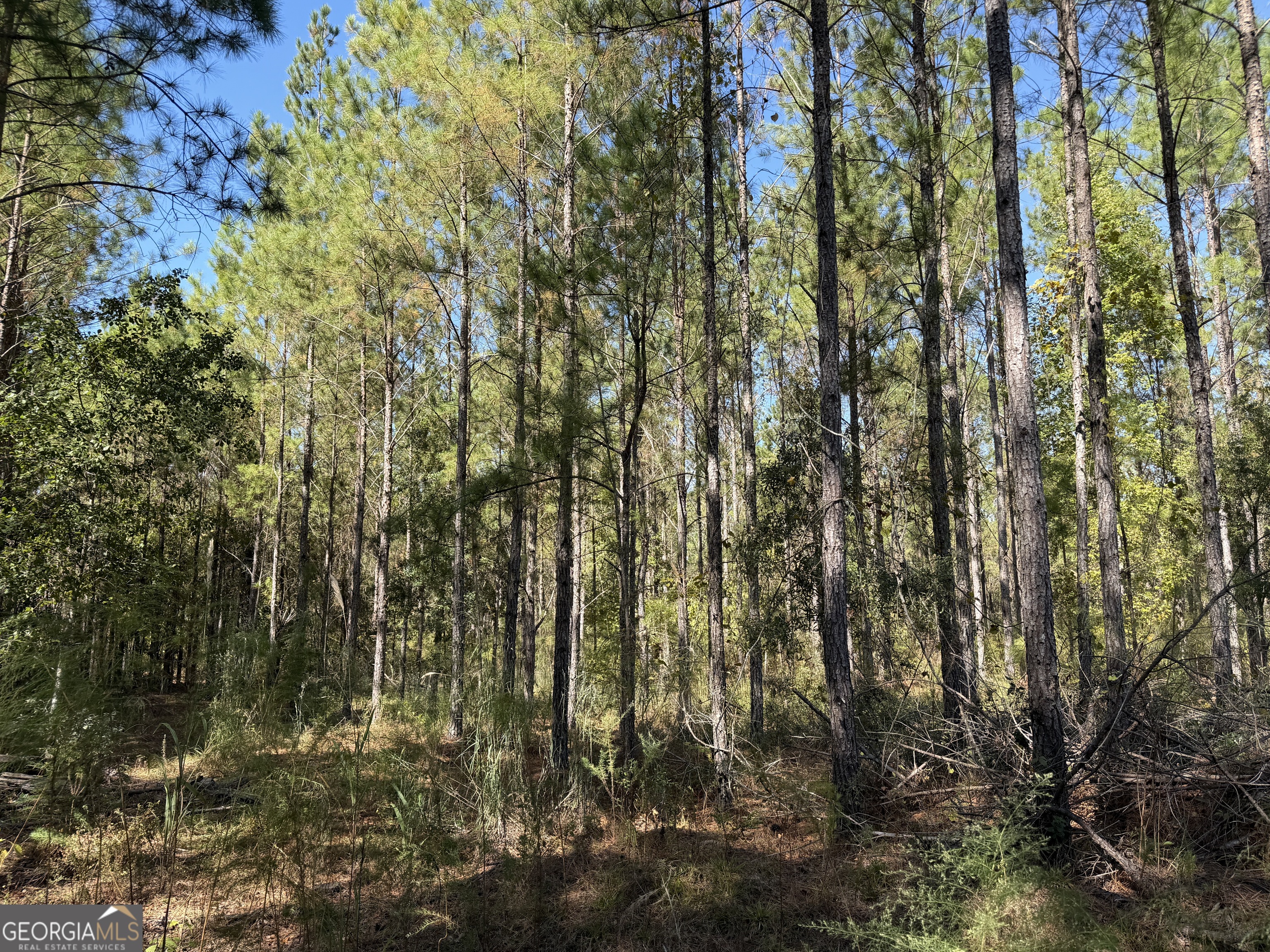 0 Upper Hawthorne Trail Cairo, GA 39828 - Photo 6 of 7 a view of forest