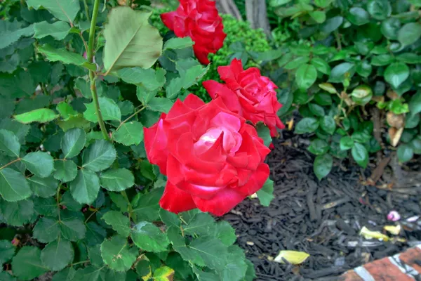 $975,000 | 1018 Plum Lane, Davis, CA 95616