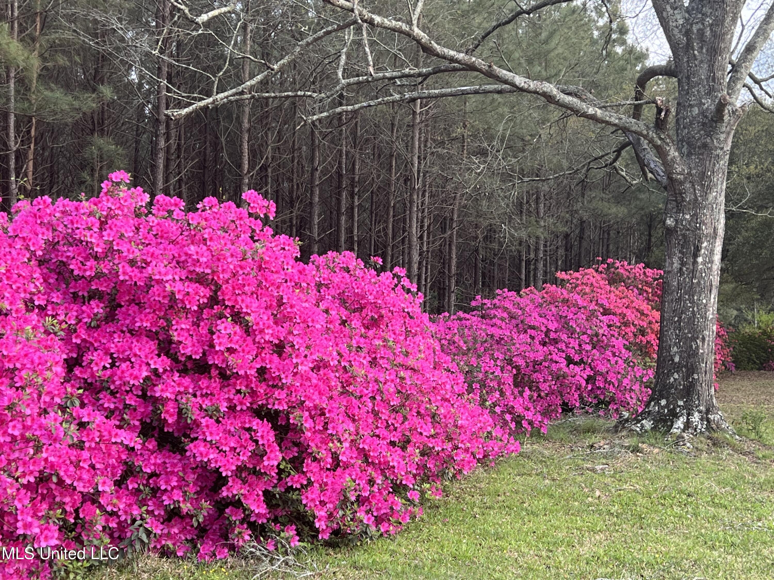 3159 Claude Smith Road Magnolia, MS 39652 - Photo 43 of 43 IMG_4868