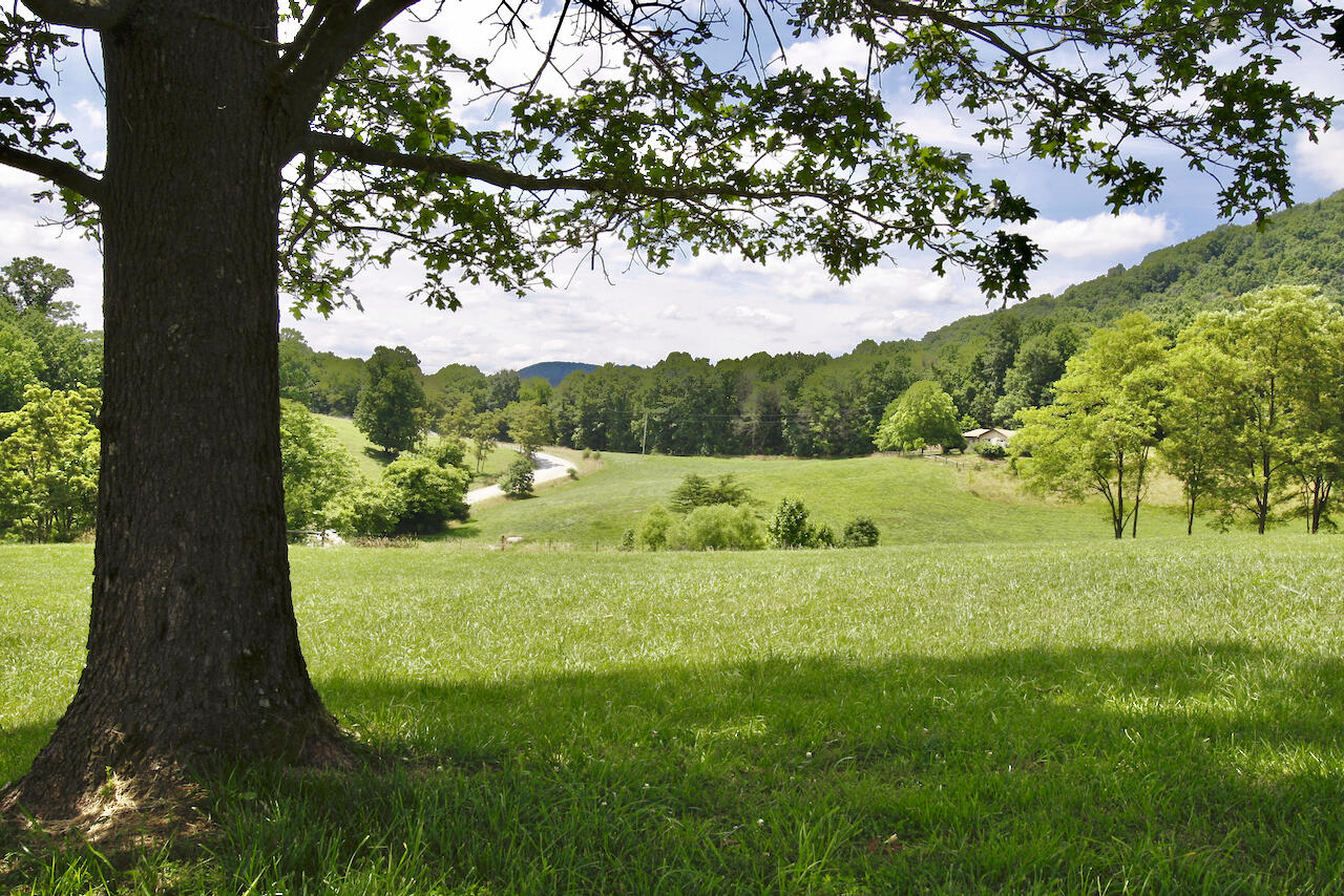 2444 Nemmo Road Vinton, VA 24179 - Photo 50 of 59 a view of a garden with a tree