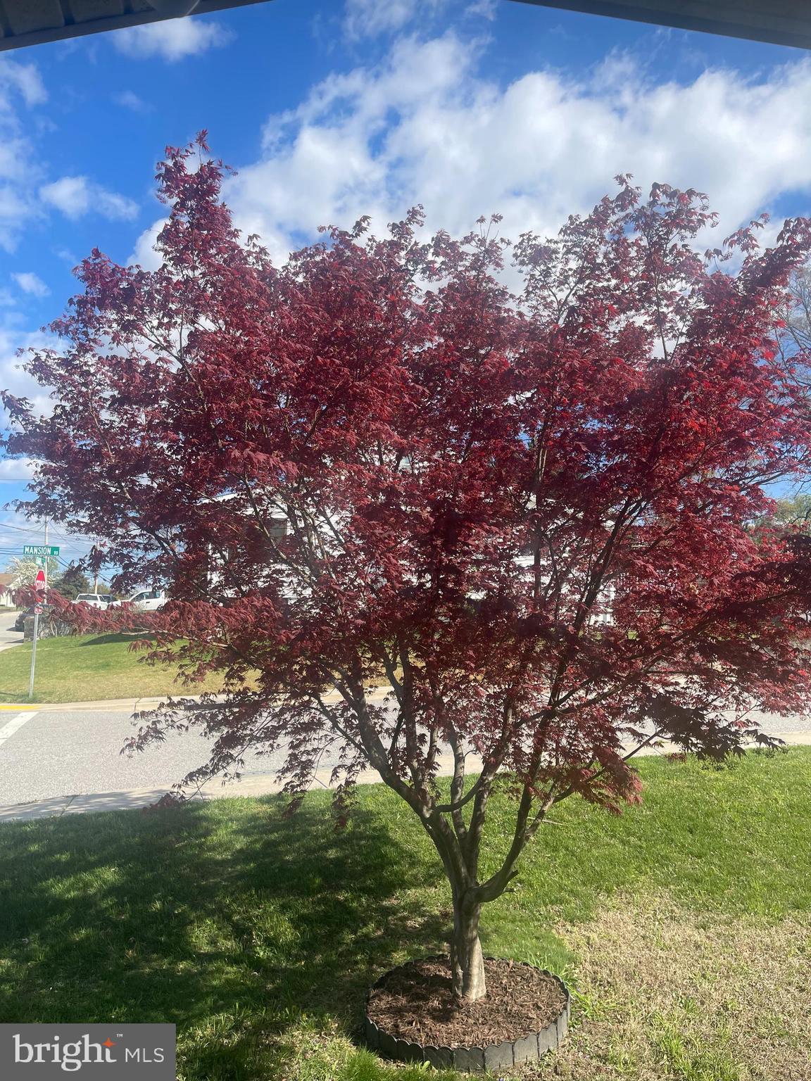 201 Charles Road Linthicum Heights, MD 21090 - Photo 42 of 50 Spring blooms