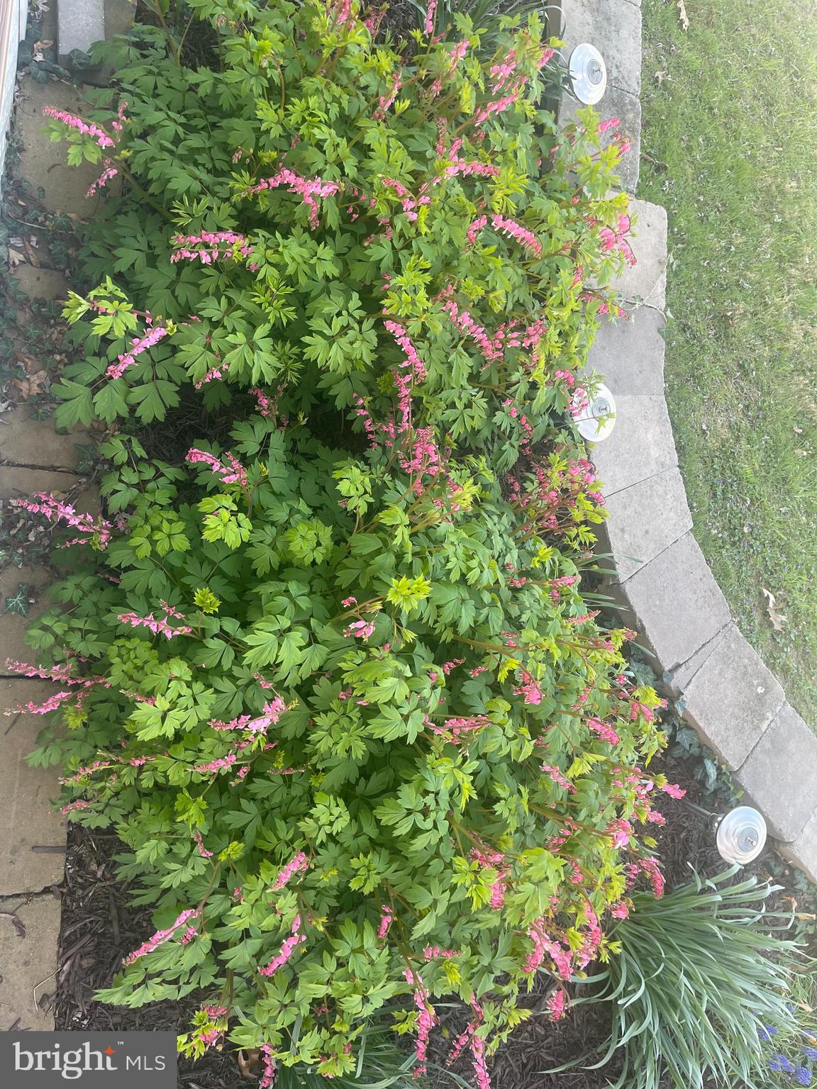 201 Charles Road Linthicum Heights, MD 21090 - Photo 43 of 50 a close up of a flower in a garden
