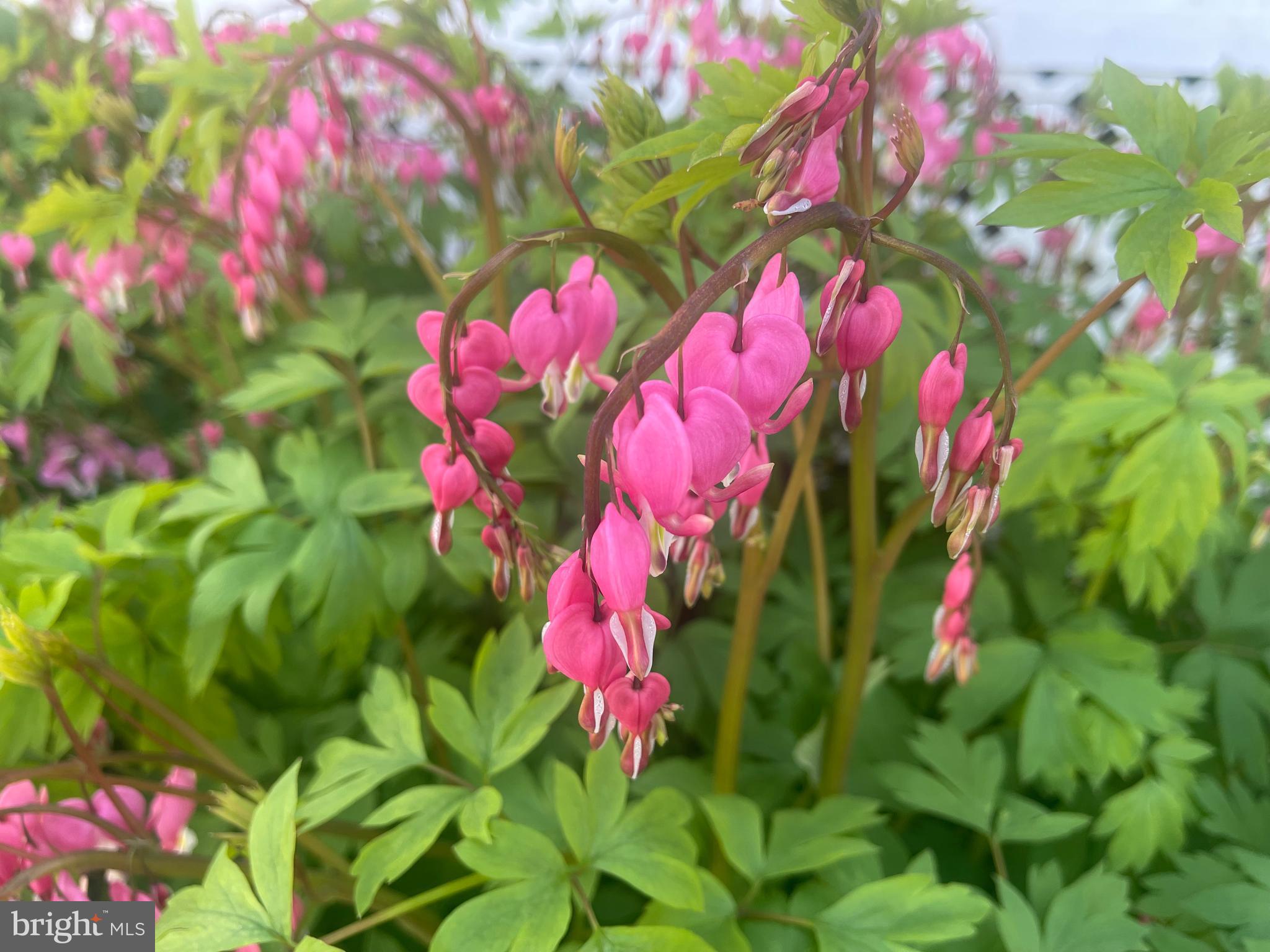 201 Charles Road Linthicum Heights, MD 21090 - Photo 44 of 50 A closer look