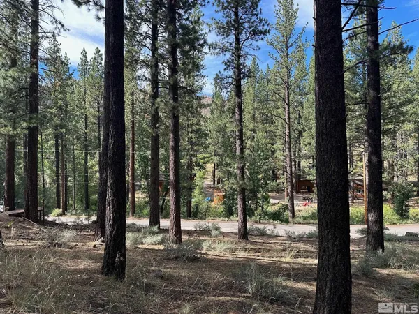 a view of a forest filled with trees