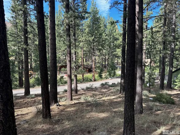 a view of a forest with trees