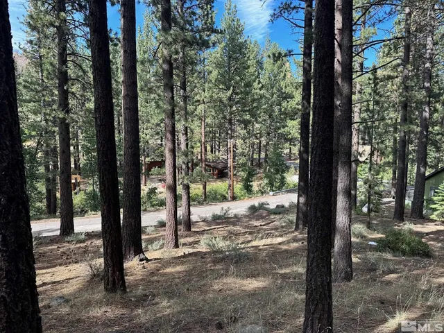 a view of a forest with trees