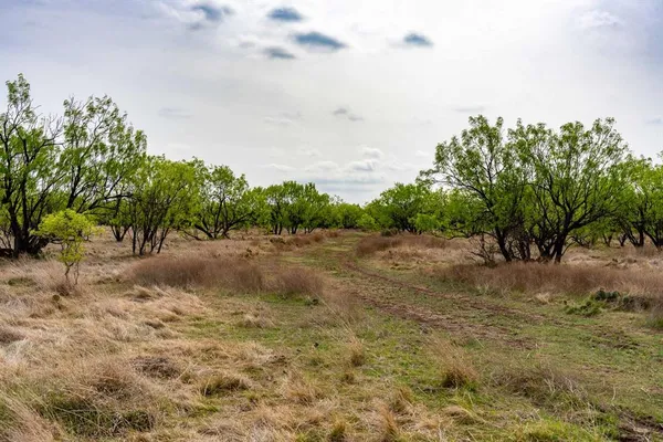 a view of a dry yard with trees