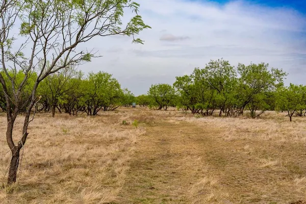 a view of a yard with an trees