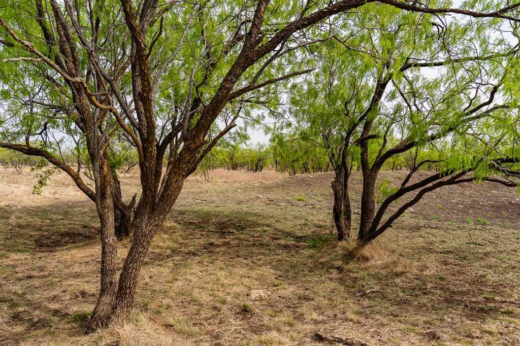 Tbd Rockdale Road Lueders, TX 79533 - Photo 24 of 40 a view of a yard with trees