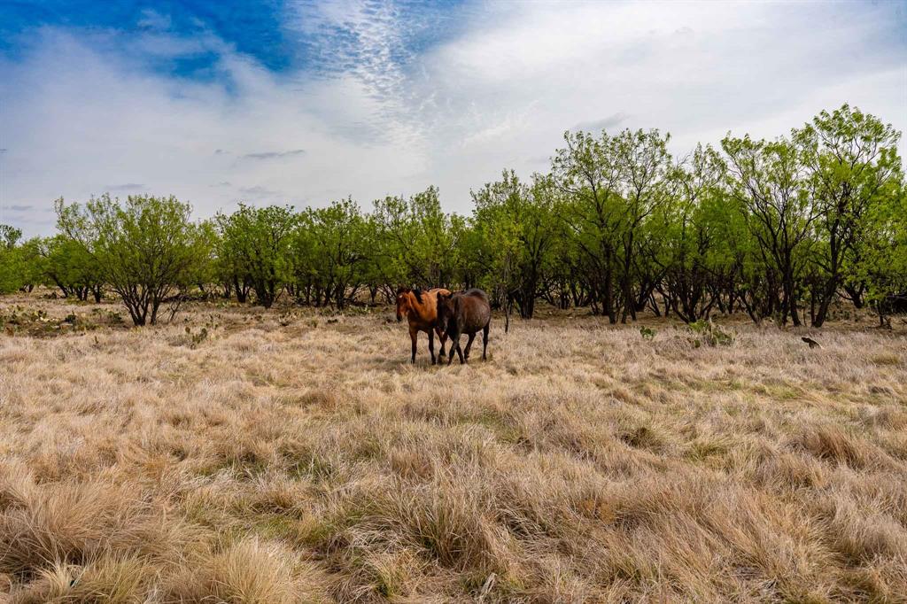 Tbd Rockdale Road Lueders, TX 79533 - Photo 10 of 40 a view of a yard with an trees