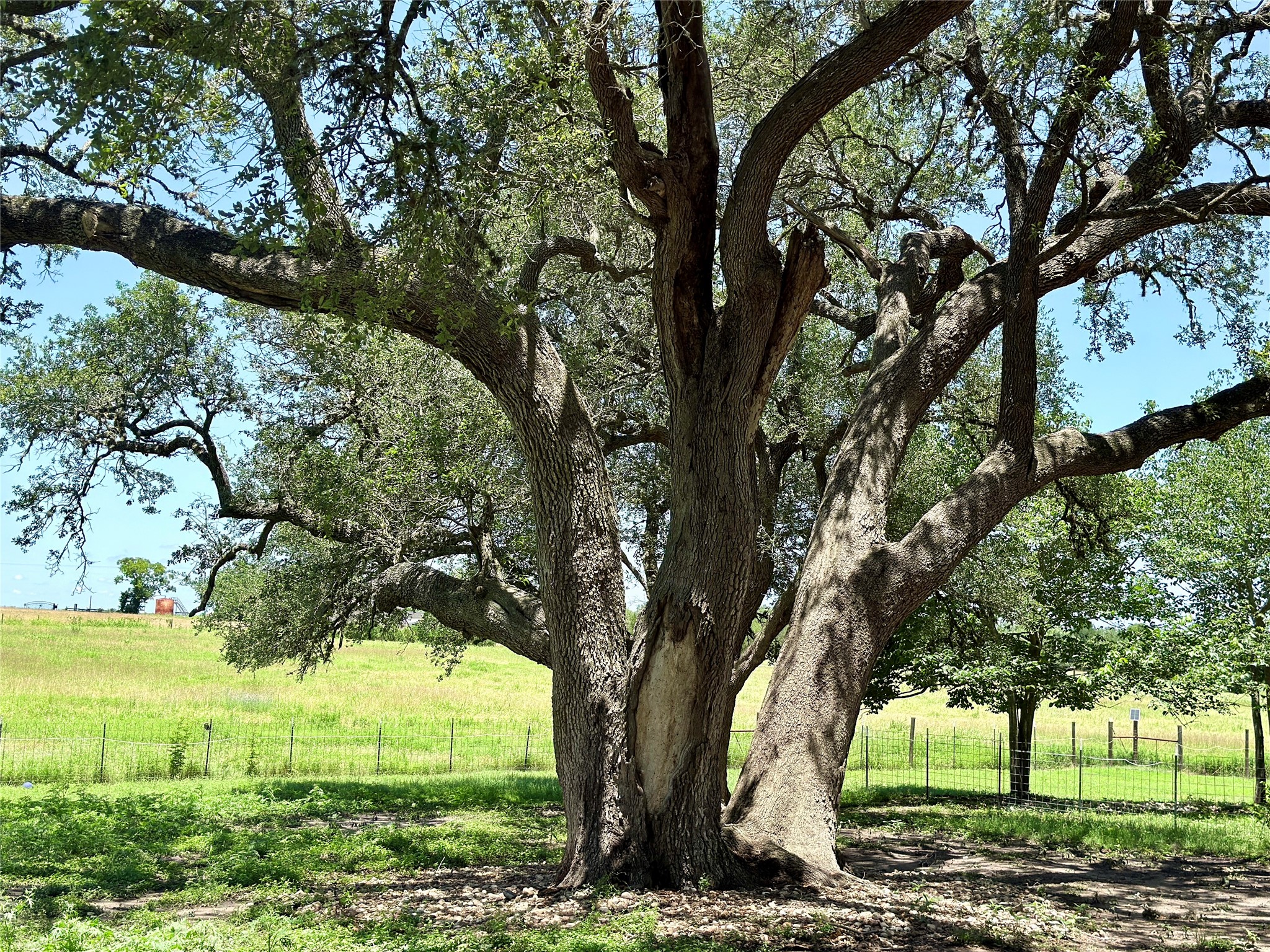 5030 Frenzel Road Round Top, TX 78954 - Photo 7 of 13