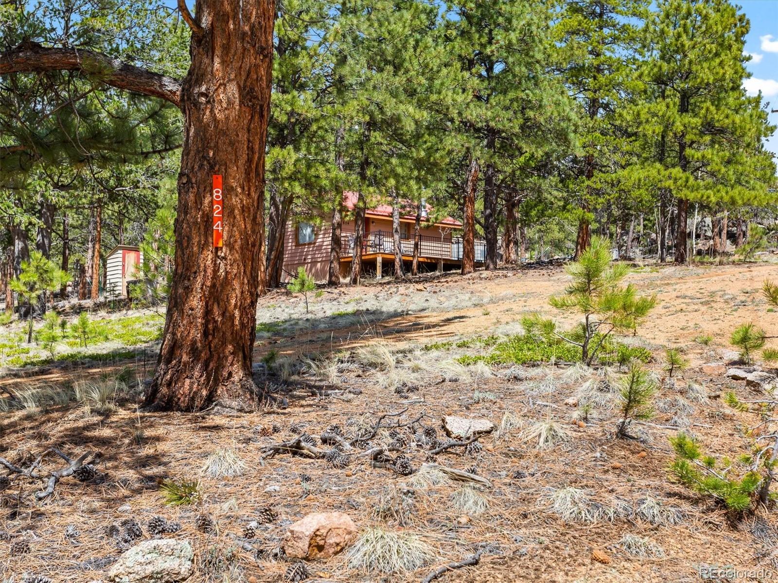P69 P 69 Bailey, CO 80421 - Photo 19 of 22 a view of a yard with plants and trees
