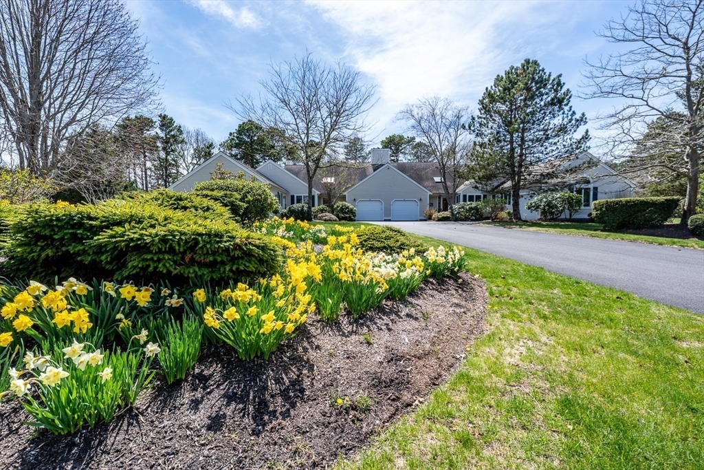 a garden with lots of plants and trees