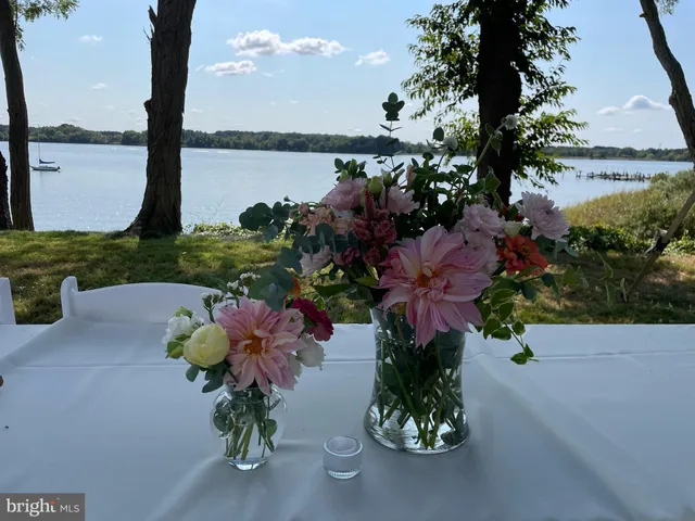 a view of a trees in a yard