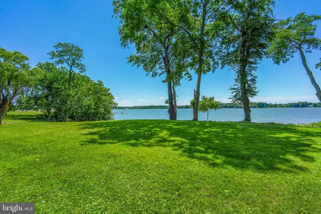 a view of a park with a tree