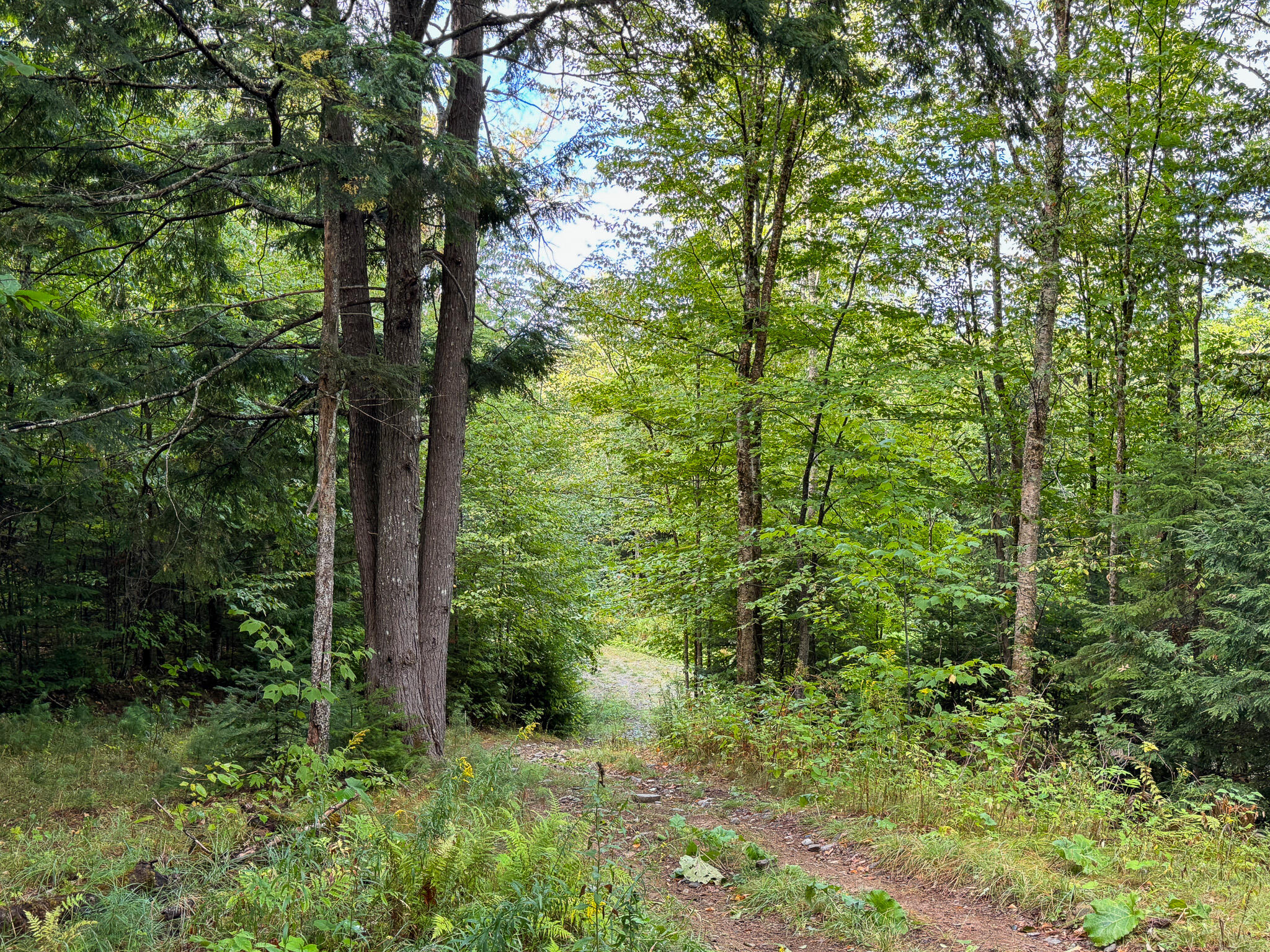 Lot 8-9 Moores Road Springfield, ME 04487 - Photo 16 of 22 16