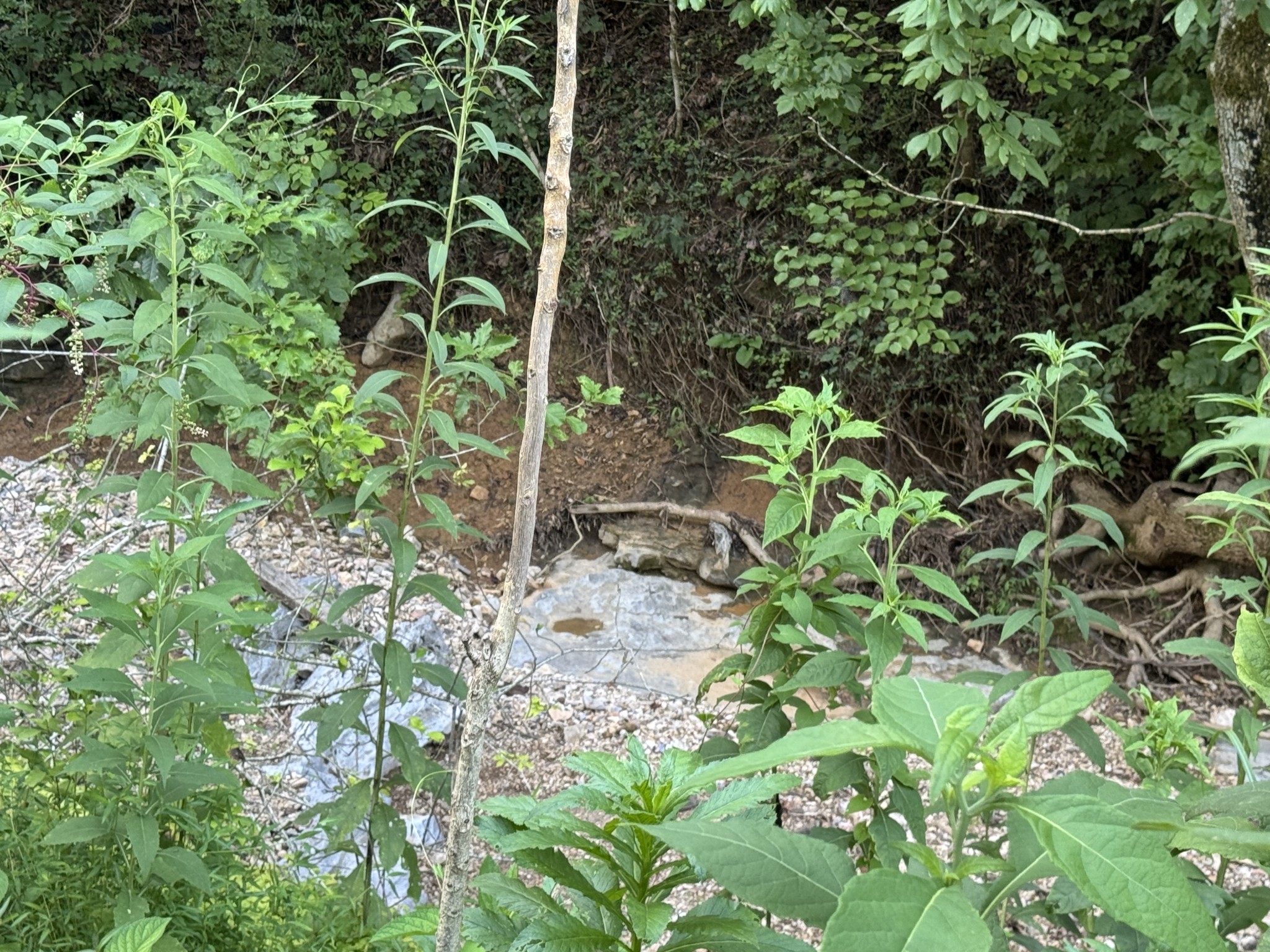 0 Holmes Creek Road Smithville, TN 37166 - Photo 6 of 6 a plant with lots of flowers