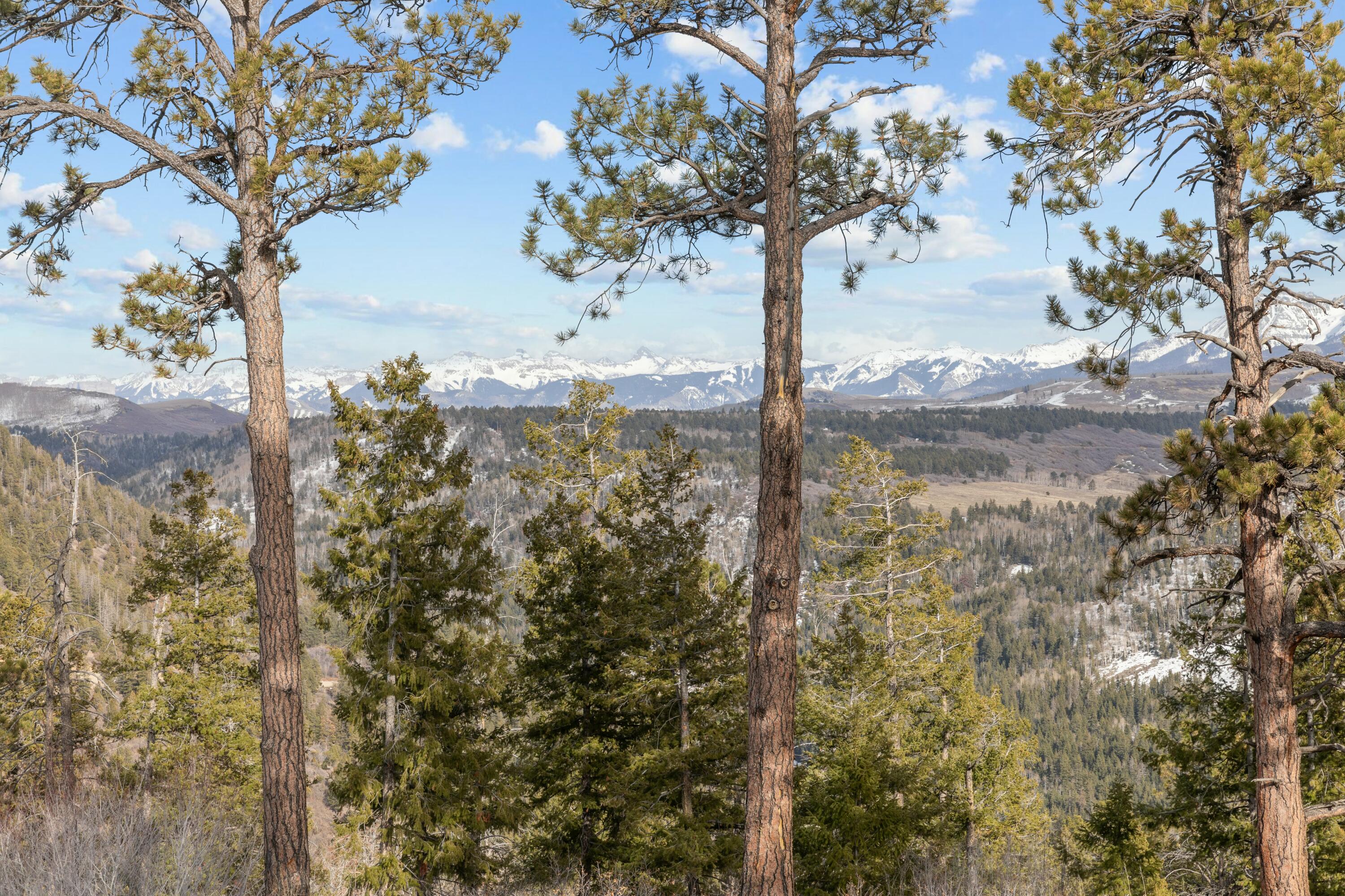280 Sage Grouse Ridgway, CO 81432 - Photo 22 of 28 a view of a forest