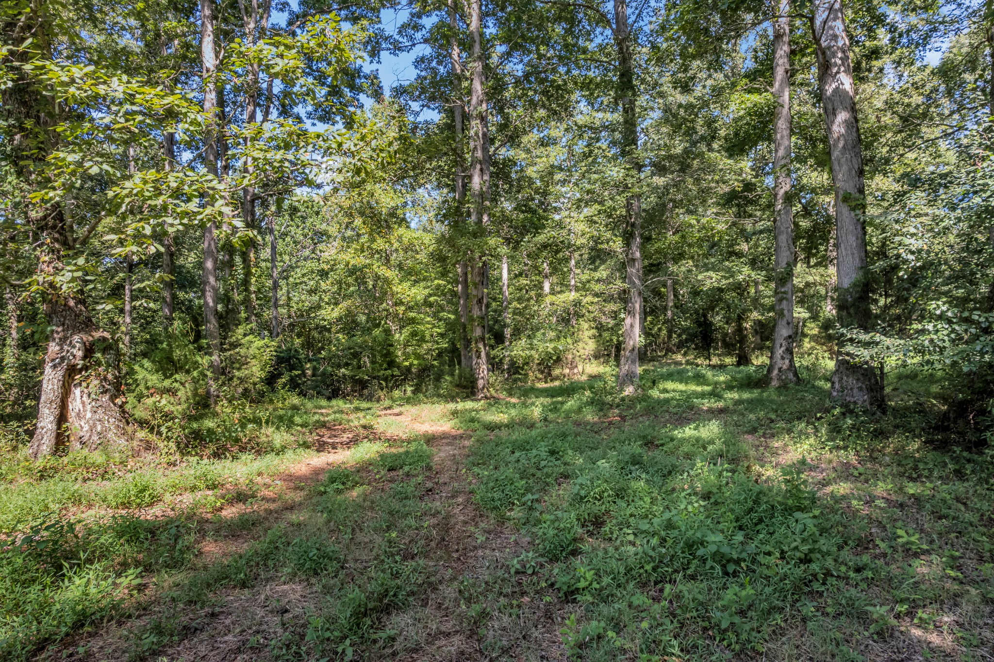 0 Lee Braswell Road Smithville, TN 37166 - Photo 11 of 13 a view of a forest with trees in the background