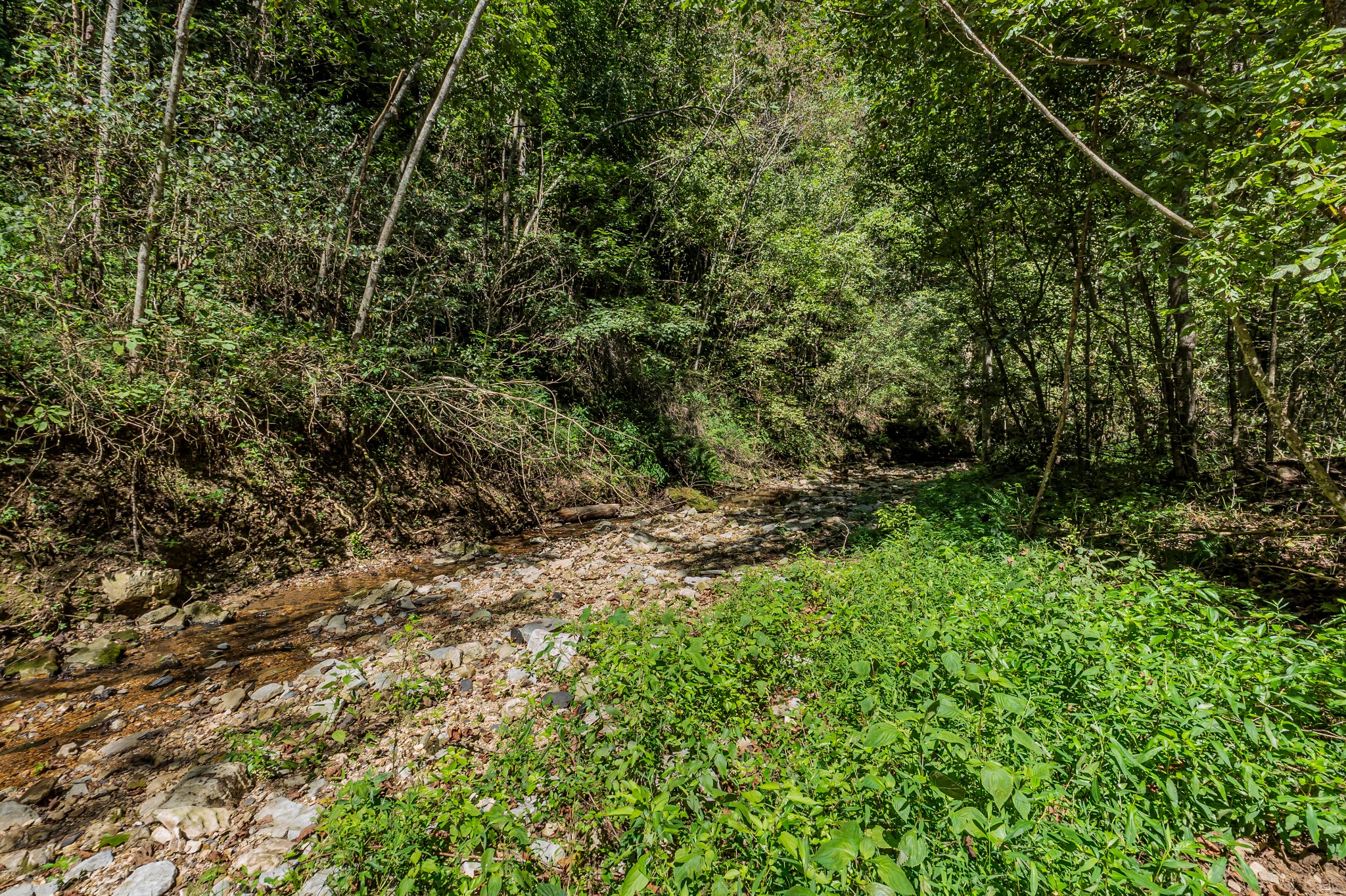 0 Lee Braswell Road Smithville, TN 37166 - Photo 12 of 13 a view of a yard with plants and large trees
