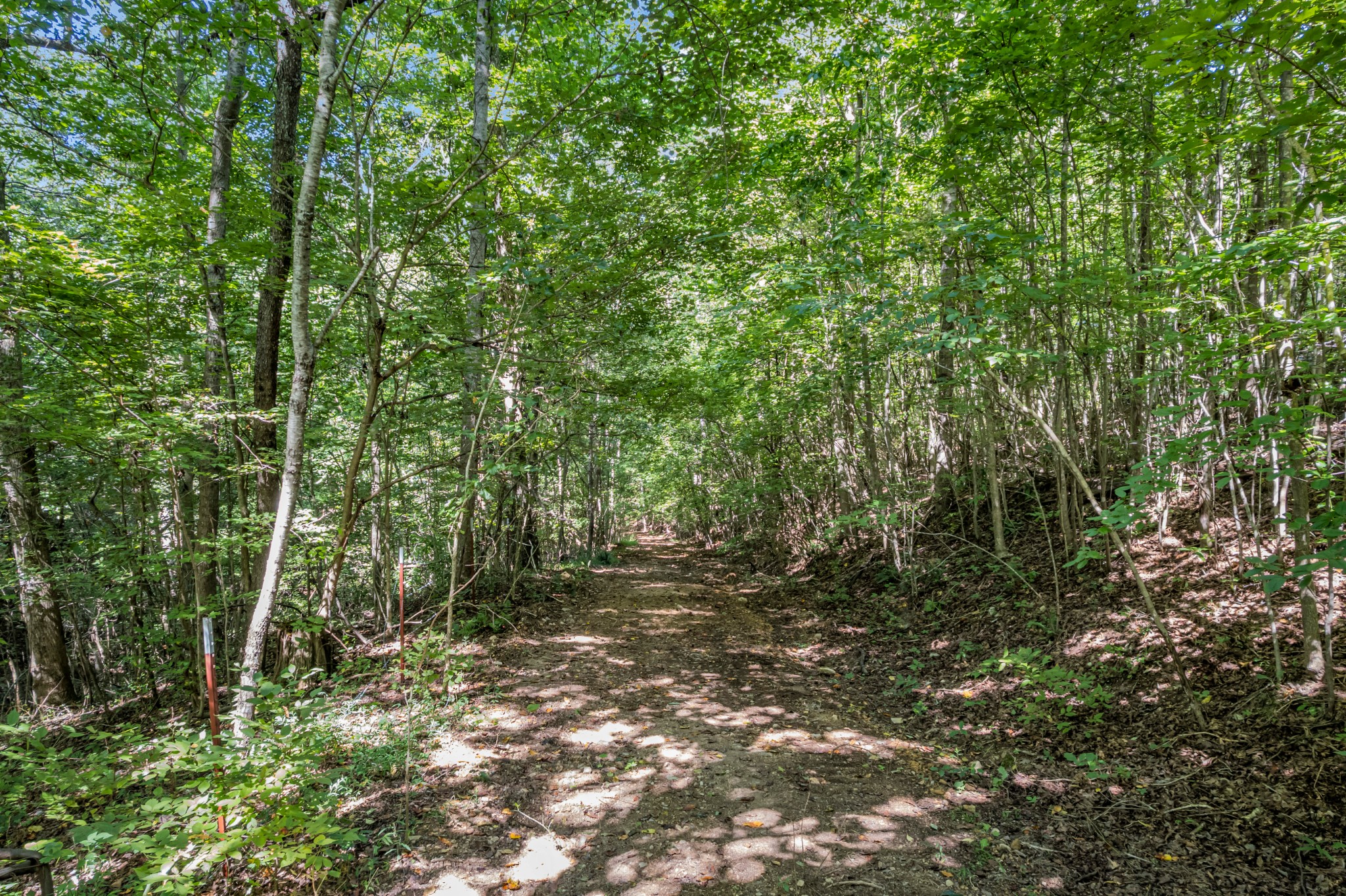 0 Lee Braswell Road Smithville, TN 37166 - Photo 9 of 13 a view of a forest with trees