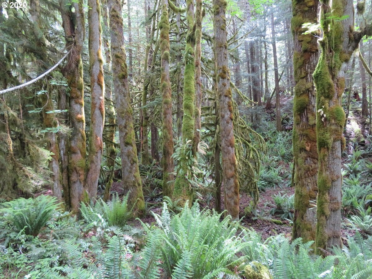 Duckabush Road Brinnon, WA 98320 - Photo 18 of 30 Gallery Image 18